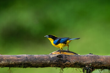 Blue-winged Mountain-tanager, Anisognathus somptuosus, Santa Marta, Colombia. Yellow, black and blue bird, sitting on the branch with clear green