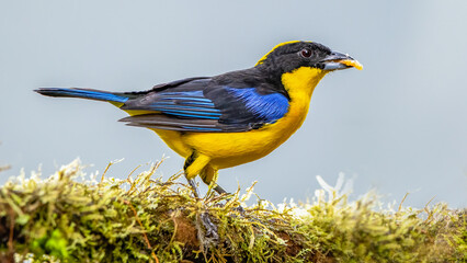 Blue-winged Mountain-tanager, Anisognathus somptuosus, Santa Marta, Colombia. Yellow, black and blue bird, sitting on the branch with clear green