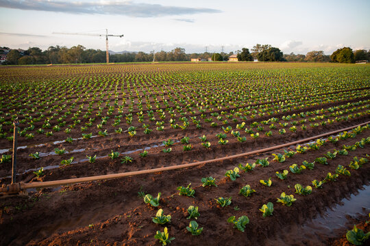 rows of crops on a farm with puddles between and a crane in the distance