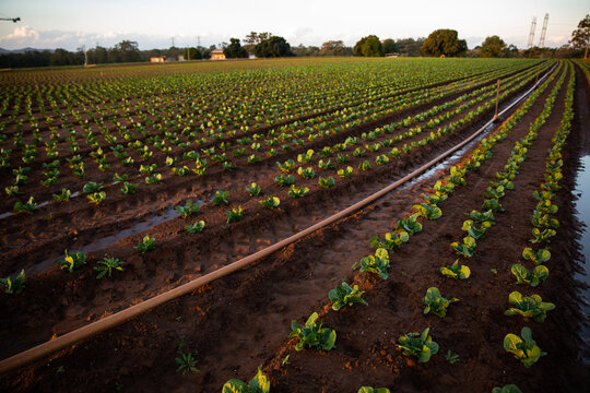 crops in rows and irrigation pipes on a farm