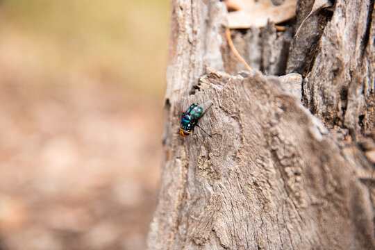 blue and black Australian fly on a tree stump in the bush