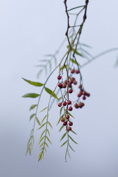 A pink pepper tree with peppercorns in a foggy environment.