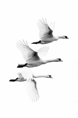 Obraz premium Rear view of 3 swans in flight. Minimalist composition with copyspace.