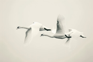 Obraz premium Rear view of 3 swans in flight. Minimalist composition with copyspace.