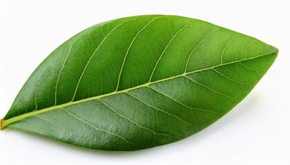 Obraz premium pistachio leaves isolated on white background