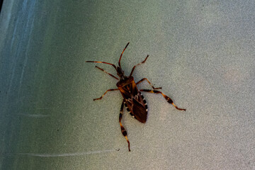 western conifer seed bug