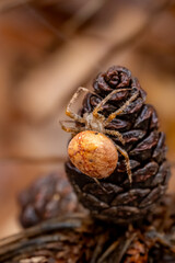 Spider on a Pine cone
