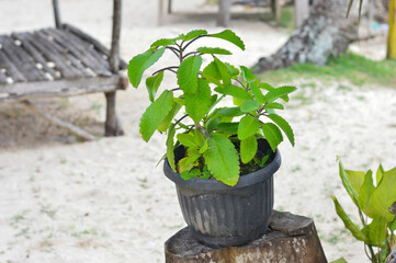 A vibrant green potted Kalanchoe pinnata sits on a rustic wooden surface, with a blurred sandy background and wooden bench, creating a serene and natural outdoor scene