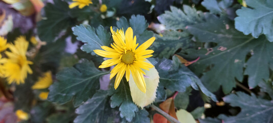 Photo of a yellow chamomile flower bush on a background of nature
