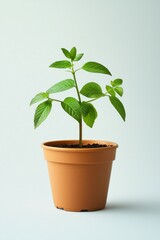 A small potted plant, simple and minimalist in style, with green leaves on the pot, solid color background.
