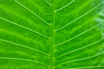 A vibrant close up of a green caladiu. leaf showcasing its intricate vein patterns and natural texture