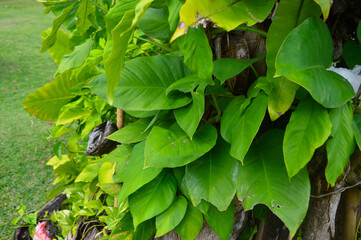 Philodendron giganteum, A lush cluster of vibrant green tropical leaves, showcasing the beauty of...
