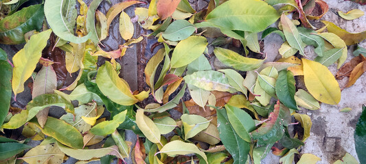Photo of colorful autumn leaves on the ground
