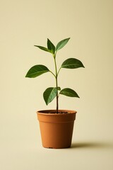 Fototapeta premium A small potted plant, simple and minimalist in style, with green leaves on the pot, solid color background.