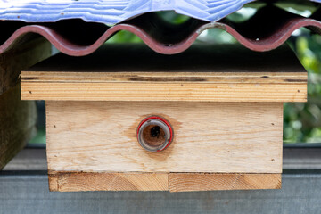 close up wooden house of stingless bee