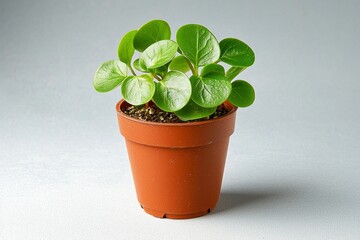 Fototapeta premium A small potted plant, simple and minimalist in style, with green leaves on the pot, solid color background.
