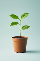 A small potted plant, simple and minimalist in style, with green leaves on the pot, solid color background.