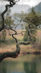 Obraz premium Twisting tree branch overlooking a serene lake, with misty mountains and lush greenery in the background. Nature's tranquility.