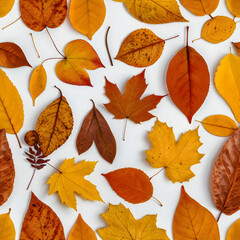 Autumn leaves in bright orange and yellow