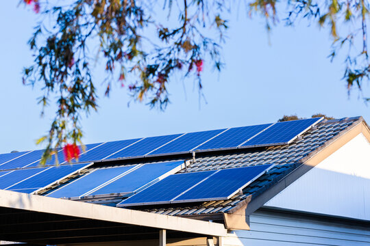 Bottlebrush plant in foreground with solar panels on the roof on the background