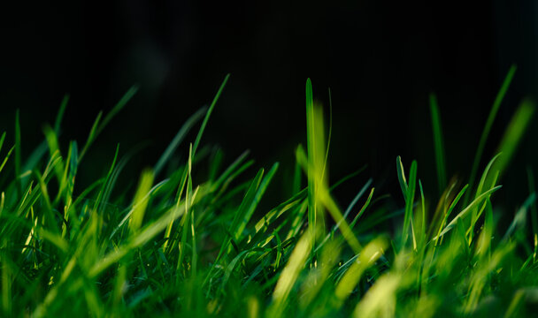 Close-up of green grass blades in the foreground against black