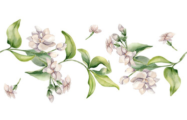 Jasmine white flowers in watercolor seamless border isolated. Pink flower gardenia botanical style hand drawn. Blooms of jasmine, buds, foliage repeated texture for design textile, package, wedding.