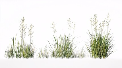 Fototapeta premium Graceful Green Grasses: A Botanical Symphony of Nature's Simplicity on a Pristine White Canvas