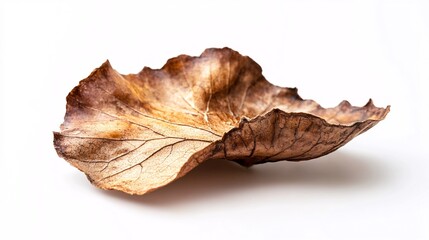 Fototapeta premium Close-up of a Dried Leaf: A Study in Texture, Form, and the Beauty of Decay. Ideal for nature lovers, botanical enthusiasts, or anyone seeking inspiration from the natural world.