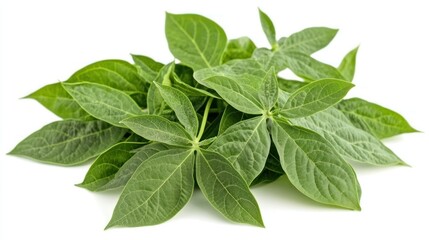 Herbal papaya leaves, fresh green Carica, papaya leaves background wallpaper AI generated image