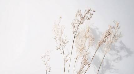 Dried Pampas Grass on White Background: A Serene Minimalist Botanical Photograph