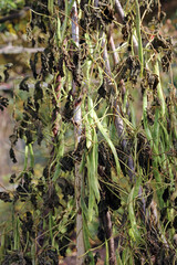 Closeup of Runner Beans growing in Autumn sunshine, Derbyshire England
