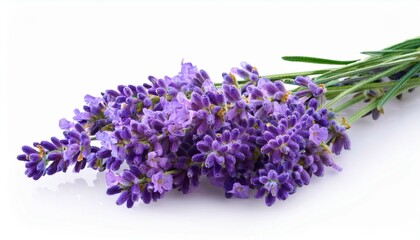 lavender flowers isolated on white