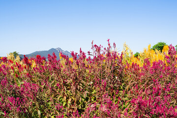 Obraz premium beautiful vibrant color flowers that bloom at the begining of winter