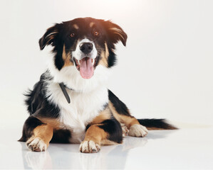 Relax, cute and portrait of dog in studio for pet care, healthy animal adoption and tongue out. Border Collie, loyalty and happy face of calm puppy with obedience, discipline and white background