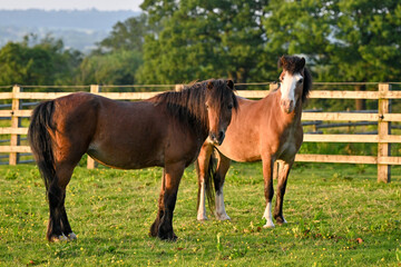 Two welsh ponies in a paddock in evening sunshine 