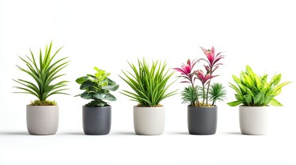 Fototapeta premium different house flowers in minimalist pots isolated on white background