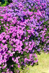 Obraz premium beautiful flowers that bloom at the begining of winter