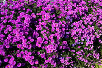 Fototapeta premium beautiful flowers that bloom at the begining of winter