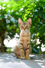 Kitten sitting on the ground in the garden