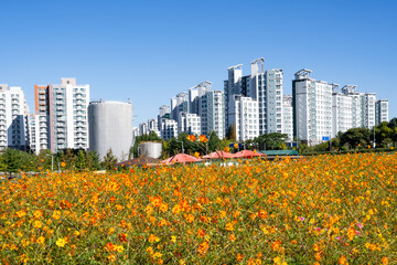 beautiful flowers that bloom at the begining of  winter