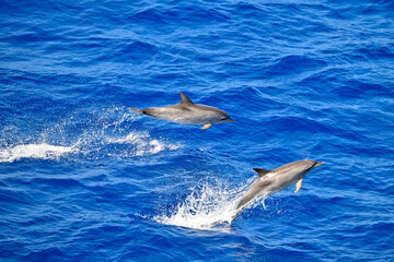 two dolphins jumping clear of the water on a sunny day.