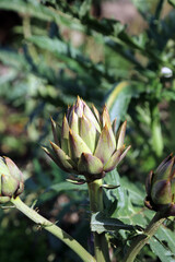 Obraz premium Macro image of a spiky Globe Artichoke bud, Derbyshire England 