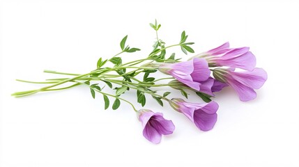 Fototapeta premium Delicate Purple Flowers on White: A Stunning Floral Display
