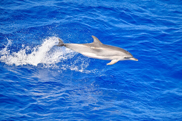 Fototapeta premium Atlantic spotted dolphin, jumping out of the ocean, wild and free. 