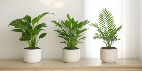 Fototapeta premium Three vibrant indoor plants in modern pots enhancing a bright home environment.