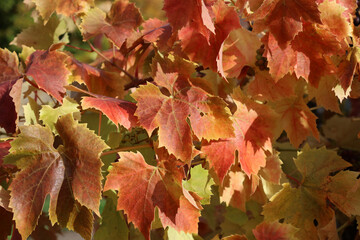 Macro image of golden Grape vine foliage in Autumn, Derbyshire England

