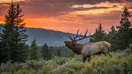 Majestic Bull Elk Bugling: A Double Exposure Photography Experience Capturing the Spirit of the Wilderness in Stunning 4K Quality, Ideal for Nature Enthusiasts and Wildlife Lovers
