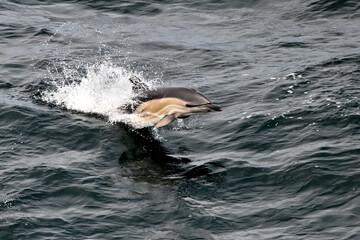 Fototapeta premium Common dolphin breaching through the waves in the ocean. 