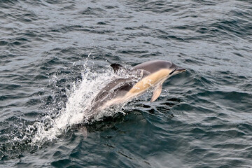 Naklejka premium Common dolphin jumping out of water