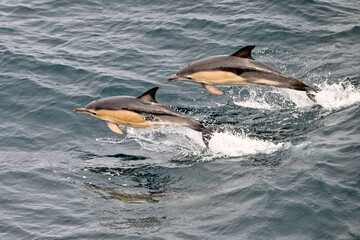 Two common dolphin jumping in the water © dabyg